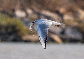 Wild Birds in Camargue - South of France