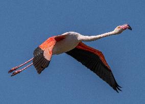 Wild Birds in Camargue - South of France