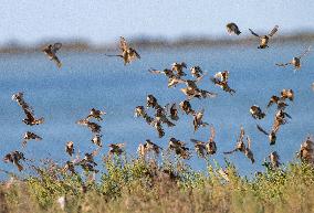 Wild Birds in Camargue - South of France