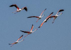 Wild Birds in Camargue - South of France