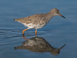 Wild Birds in Camargue - South of France