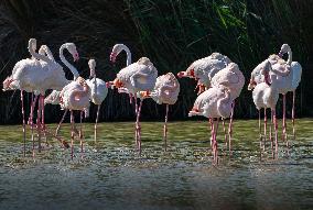 Wild Birds in Camargue - South of France