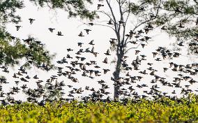 Wild Birds in Camargue - South of France