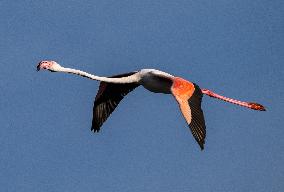 Wild Birds in Camargue - South of France