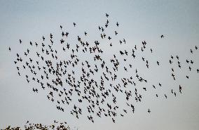 Wild Birds in Camargue - South of France