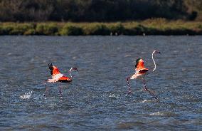 Wild Birds in Camargue - South of France