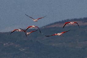 Wild Birds in Camargue - South of France