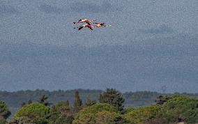 Wild Birds in Camargue - South of France