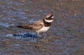 Wild Birds in Camargue - South of France