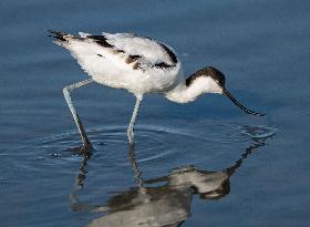 Wild Birds in Camargue - South of France