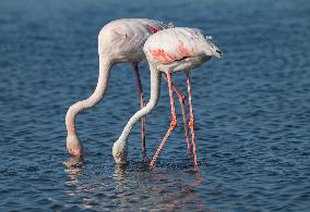 Wild Birds in Camargue - South of France