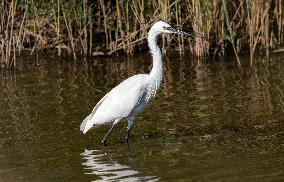 Wild Birds in Camargue - South of France