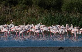 Wild Birds in Camargue - South of France