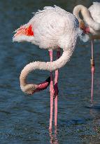 Wild Birds in Camargue - South of France