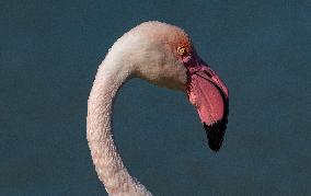 Wild Birds in Camargue - South of France