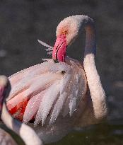 Wild Birds in Camargue - South of France