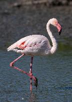 Wild Birds in Camargue - South of France