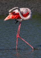 Wild Birds in Camargue - South of France