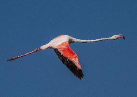 Wild Birds in Camargue - South of France