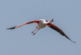 Wild Birds in Camargue - South of France