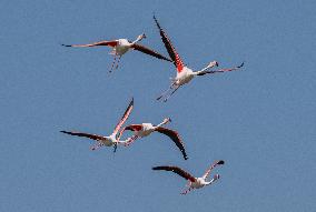 Wild Birds in Camargue - South of France