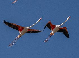 Wild Birds in Camargue - South of France