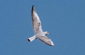 Wild Birds in Camargue - South of France