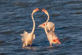 Wild Birds in Camargue - South of France