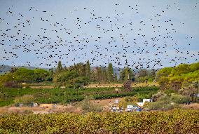 Wild Birds in Camargue - South of France