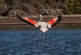 Wild Birds in Camargue - South of France