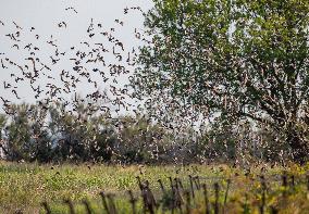 Wild Birds in Camargue - South of France