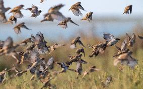 Wild Birds in Camargue - South of France