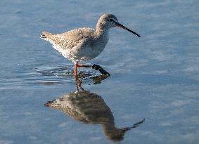 Wild Birds in Camargue - South of France