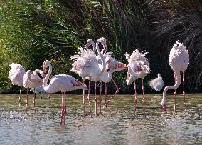 Wild Birds in Camargue - South of France