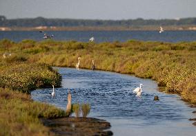 Wild Birds in Camargue - South of France