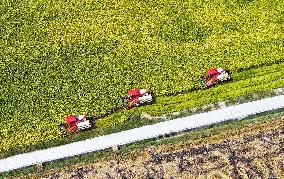 Rice Harvest in Chongqing