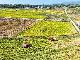 Rice Harvest in Chongqing