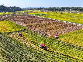 Rice Harvest in Chongqing