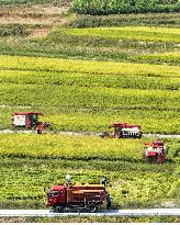 Rice Harvest in Chongqing