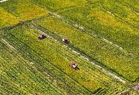 Rice Harvest in Chongqing