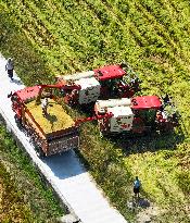 Rice Harvest in Chongqing