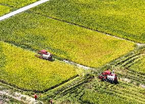 Rice Harvest in Chongqing