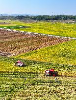 Rice Harvest in Chongqing