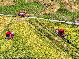 Rice Harvest in Chongqing