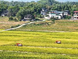 Rice Harvest in Chongqing