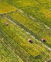 Rice Harvest in Chongqing