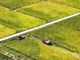 Rice Harvest in Chongqing