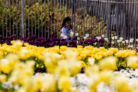 Floriade Flower Festival - Canberra