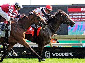 Thoroughbred Horse Racing At Woodbine Racetrack - September 14, 2024