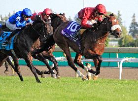 Thoroughbred Horse Racing At Woodbine Racetrack - September 14, 2024